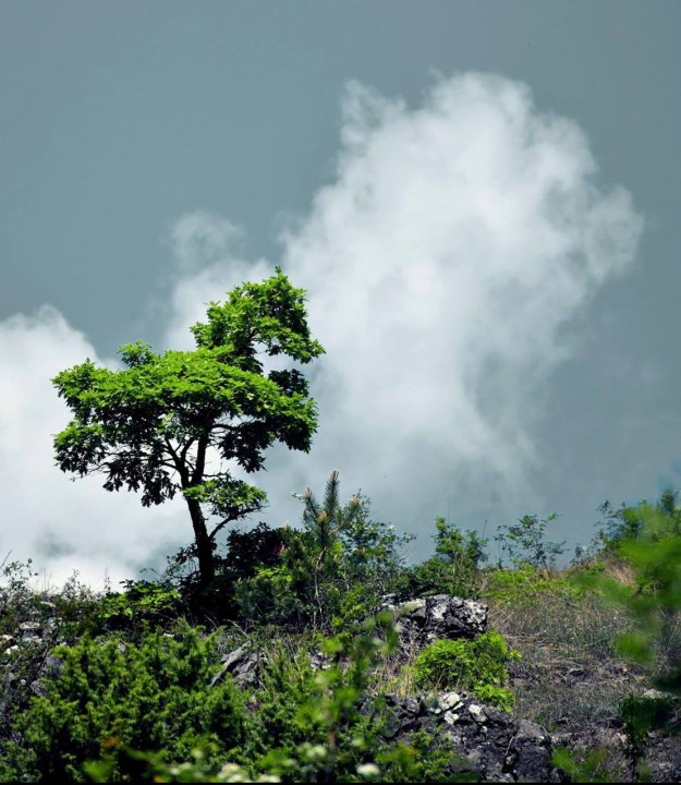 The Lonely Tree / Самотно дърво / Pepi Gr Photography