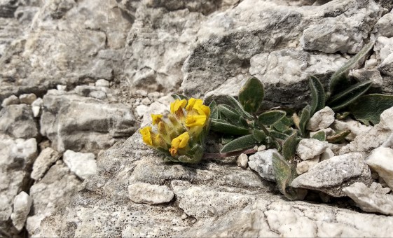 pirin_flower_ema_veneva
